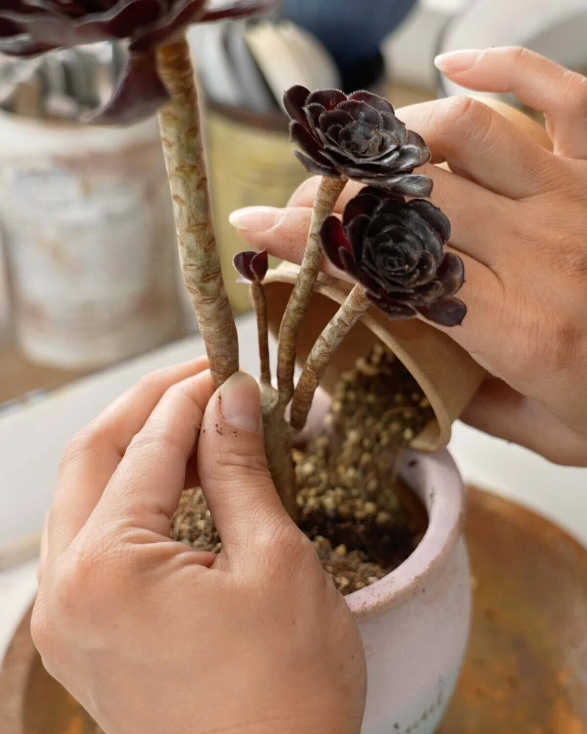 癒しのガーデニング】おうちに多肉植物コーナーづくり♪ Kurumi's