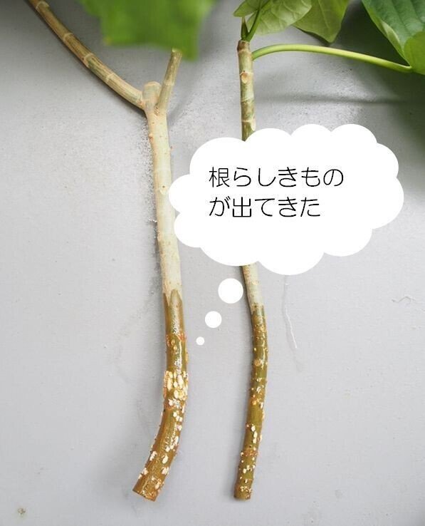 思い切って剪定 ウンベラータの仕立て直し Co コプラス Note