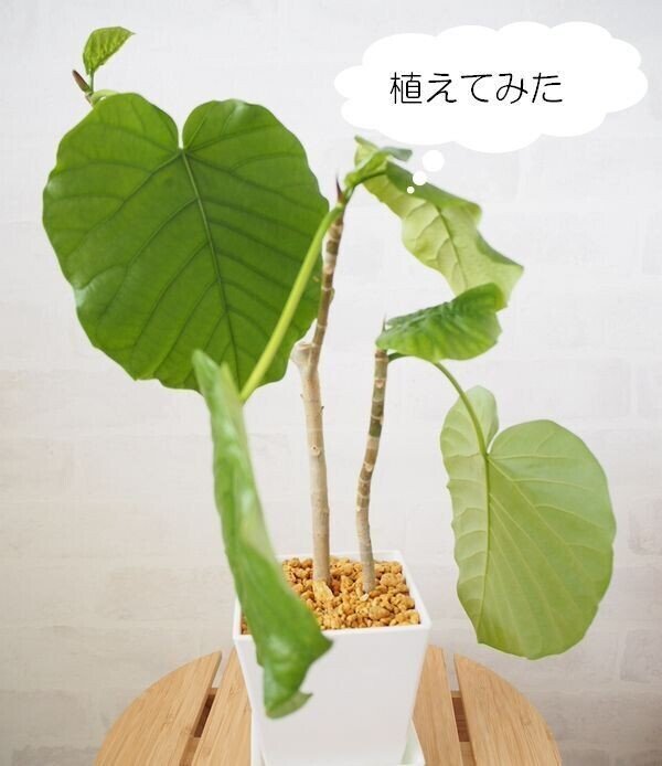 思い切って剪定 ウンベラータの仕立て直し Co コプラス Note