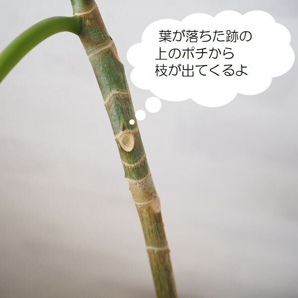 思い切って剪定 ウンベラータの仕立て直し Co コプラス Note