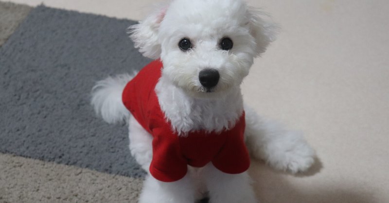 パテラのグレード１ 犬のパテラとの付き合い方 Note