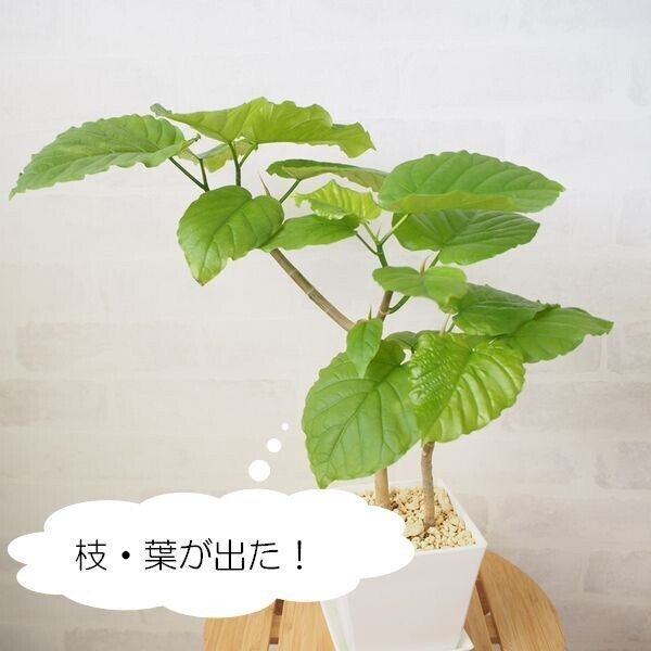 思い切って剪定 ウンベラータの仕立て直し Co コプラス Note
