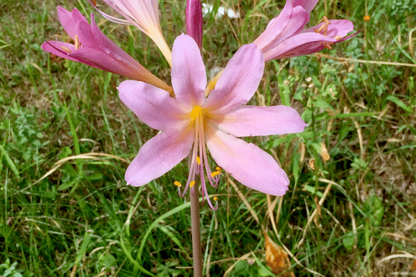 夏水仙 の新着タグ記事一覧 Note つくる つながる とどける 夏水仙 の新着タグ記事一覧 Note つくる つながる とどける