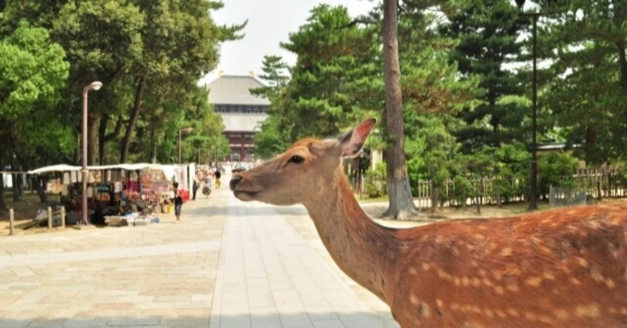 古都奈良の文化財 世界遺産を色んな角度で見てみよう 永高の中学受験部屋 Note