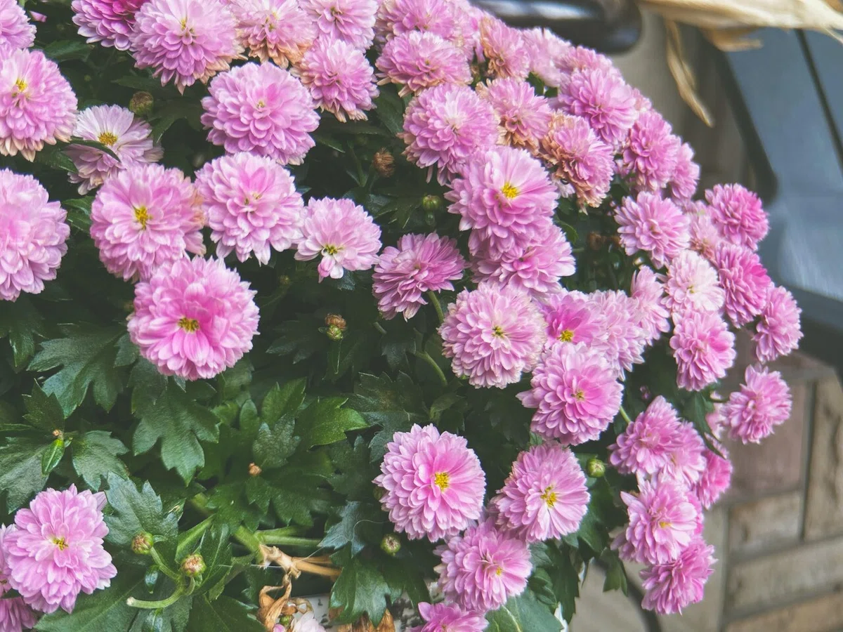 画像9