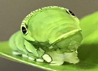 イモムシ の新着タグ記事一覧 Note つくる つながる とどける