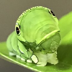 イモムシ の新着タグ記事一覧 Note つくる つながる とどける イモムシ の新着タグ記事一覧 Note つくる つながる とどける