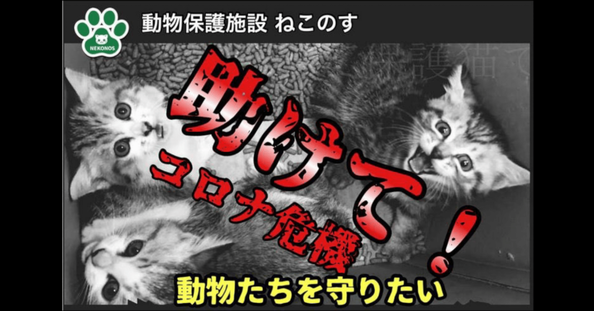 ナマケモノ通信 Vol 10 保護動物カフェ ねこのす に救いの手を Max 神アニメ研究家 道楽舎 Note