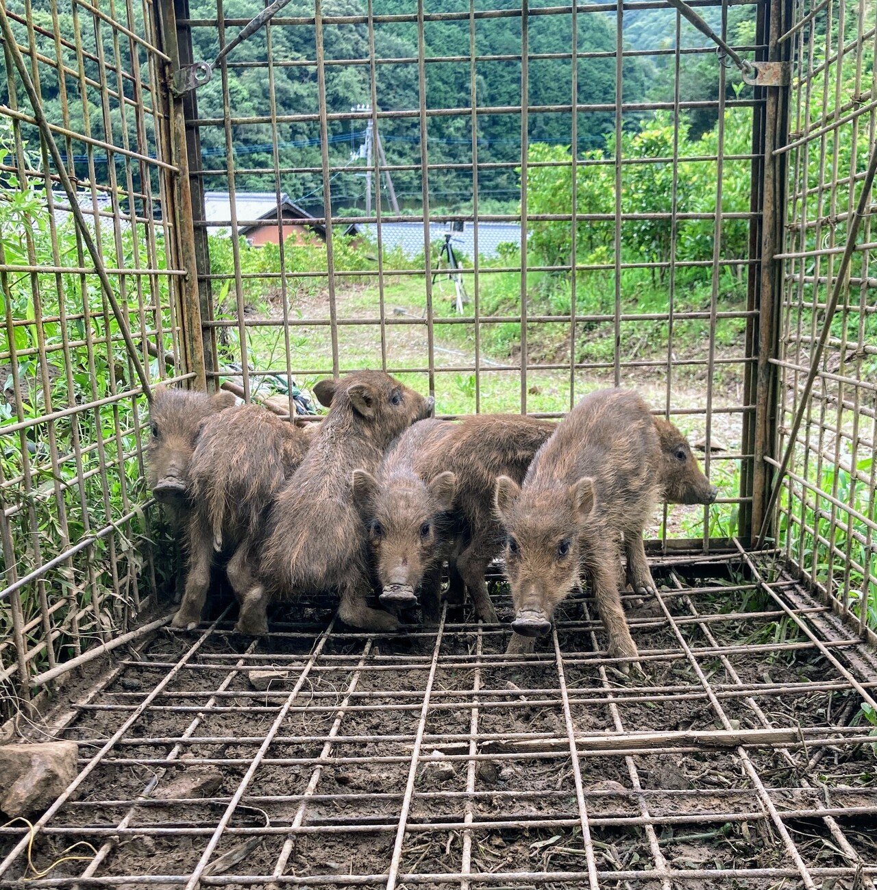 イノシシは捕まえた後どうなる 田舎暮らし イワハシ Note イノシシは捕まえた後どうなる 田舎暮らし イワハシ Note