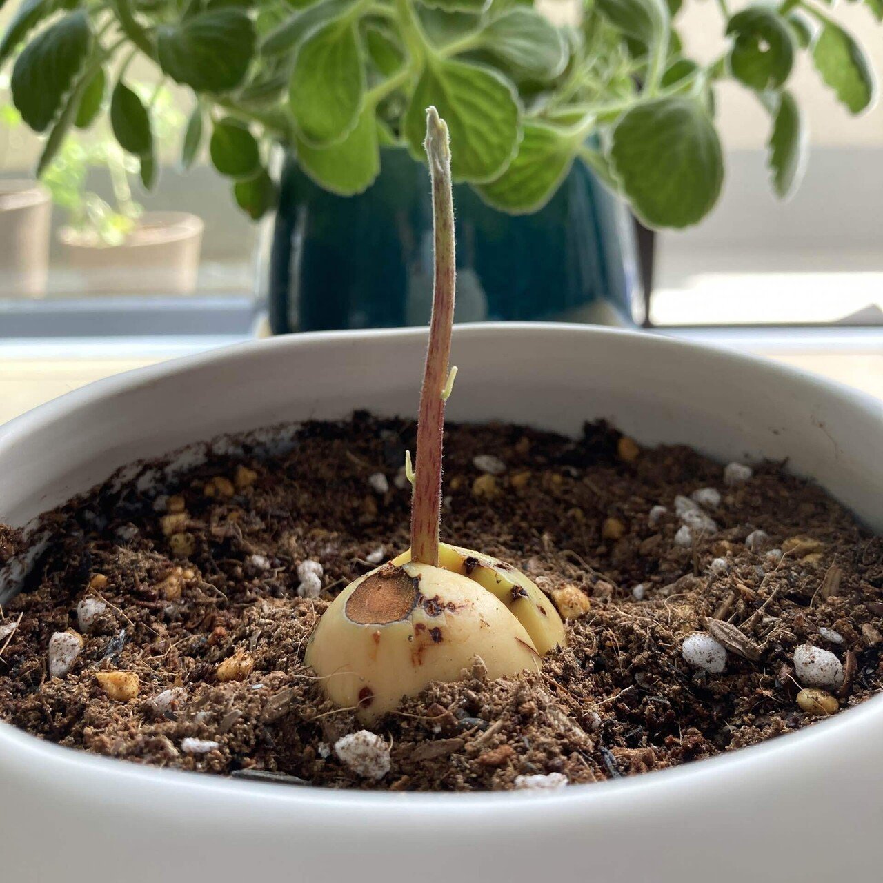 種から育てたアボカドの成長記録 Voicy ワタナベ Note 種から育てたアボカドの成長記録 Voicy ワタナベ Note