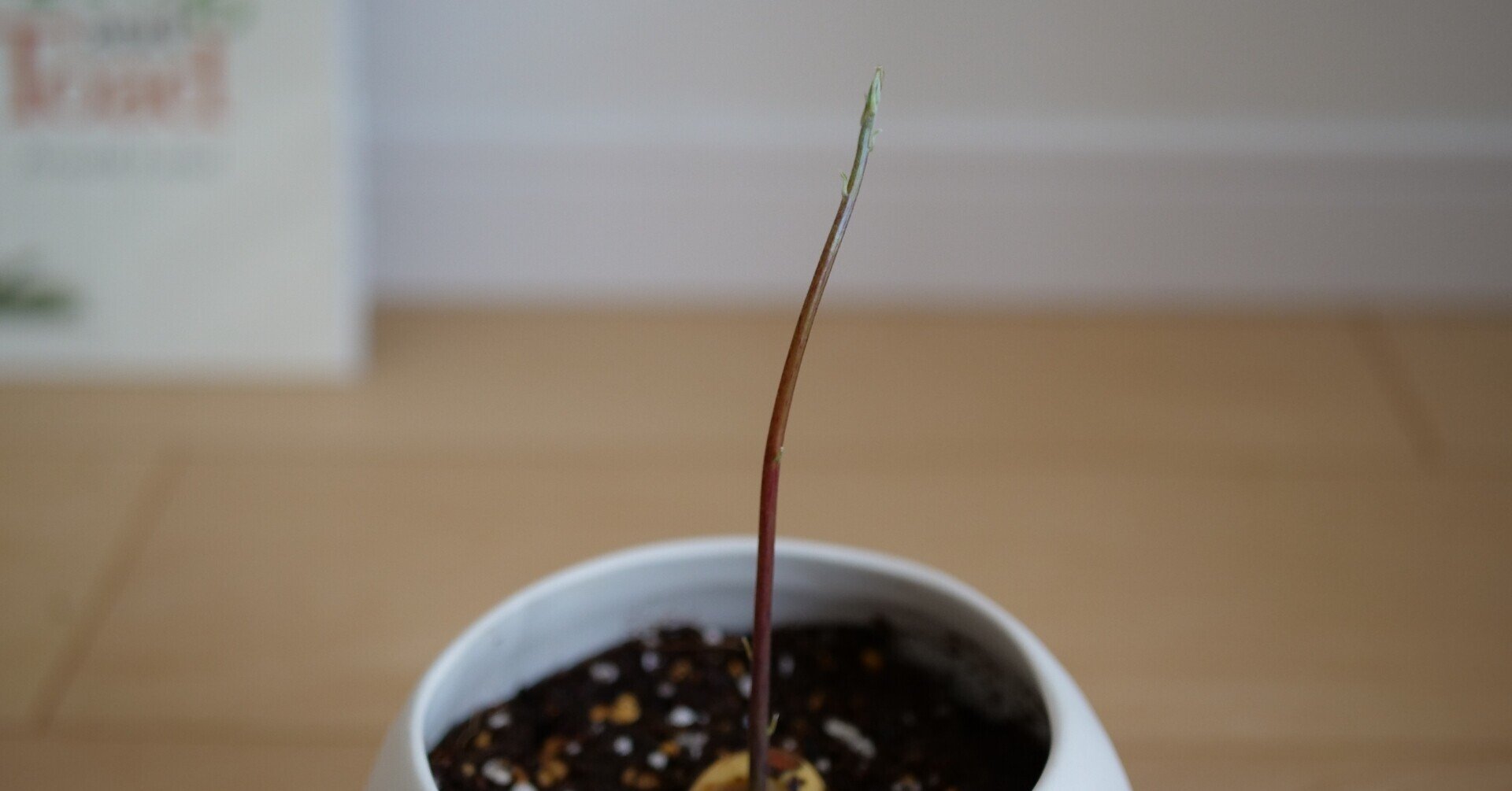 種から育てたアボカドの成長記録 Voicy ワタナベ Note 種から育てたアボカドの成長記録 Voicy ワタナベ Note