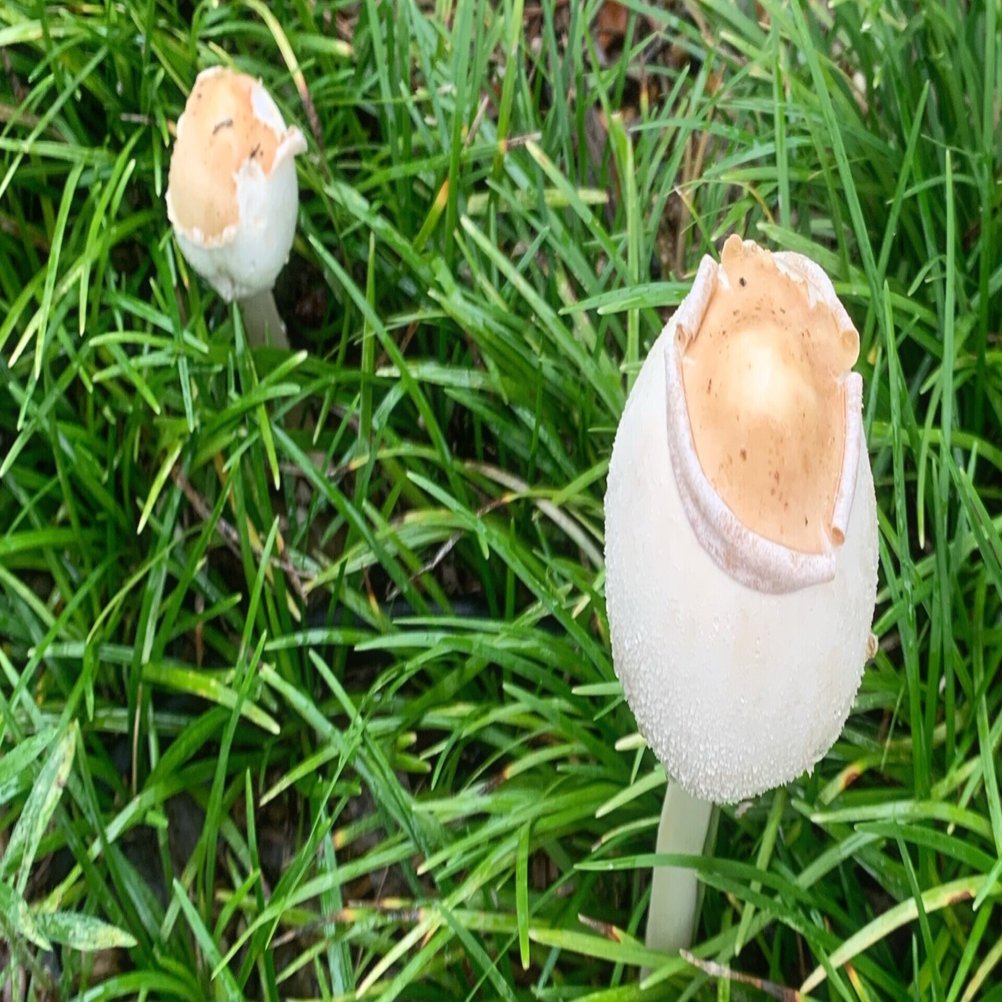 いきなりの白いキノコにびっくり Soundsurfer サウ Note