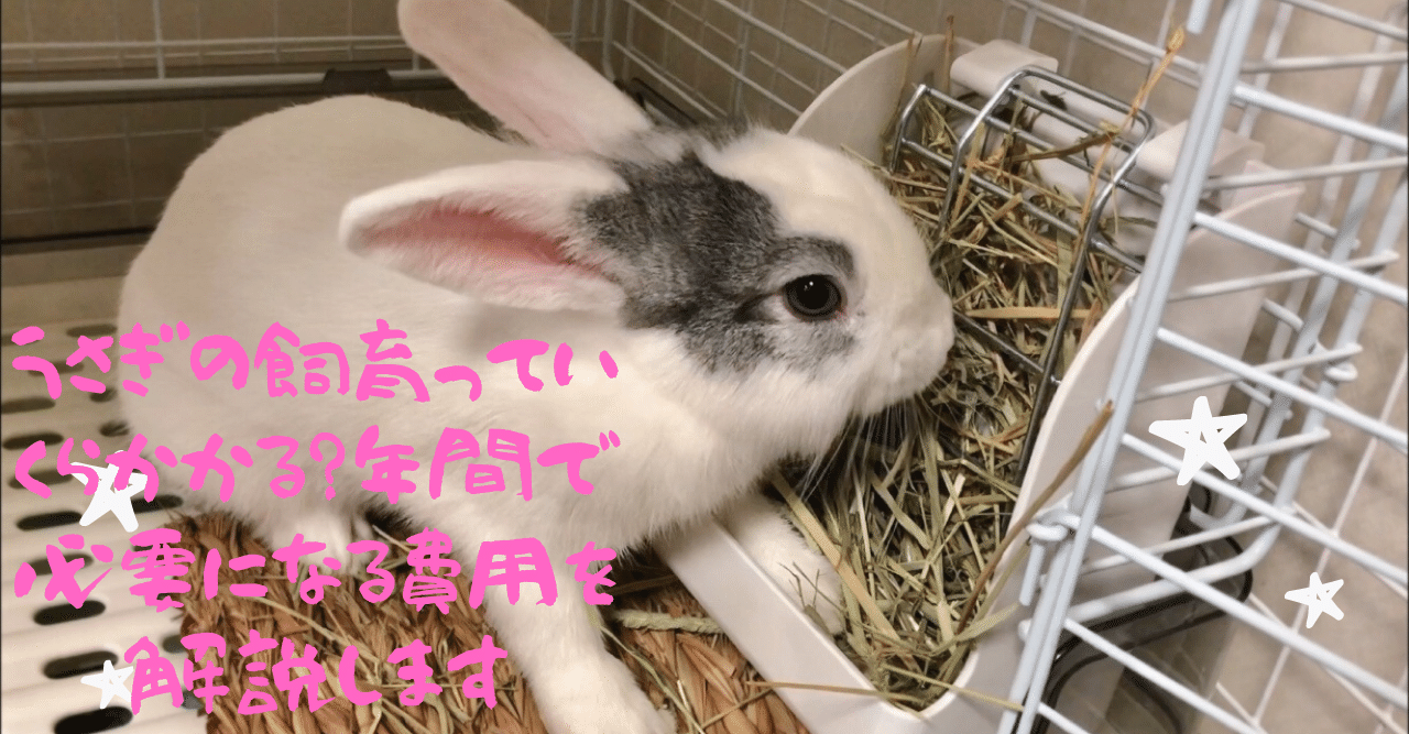 うさぎの飼育っていくらかかる 年間で必要になる費用を解説します うさぎの杜の学校 仮校舎 Note うさぎの飼育っていくらかかる 年間で必要になる費用を解説します うさぎの杜の学校 仮校舎 Note