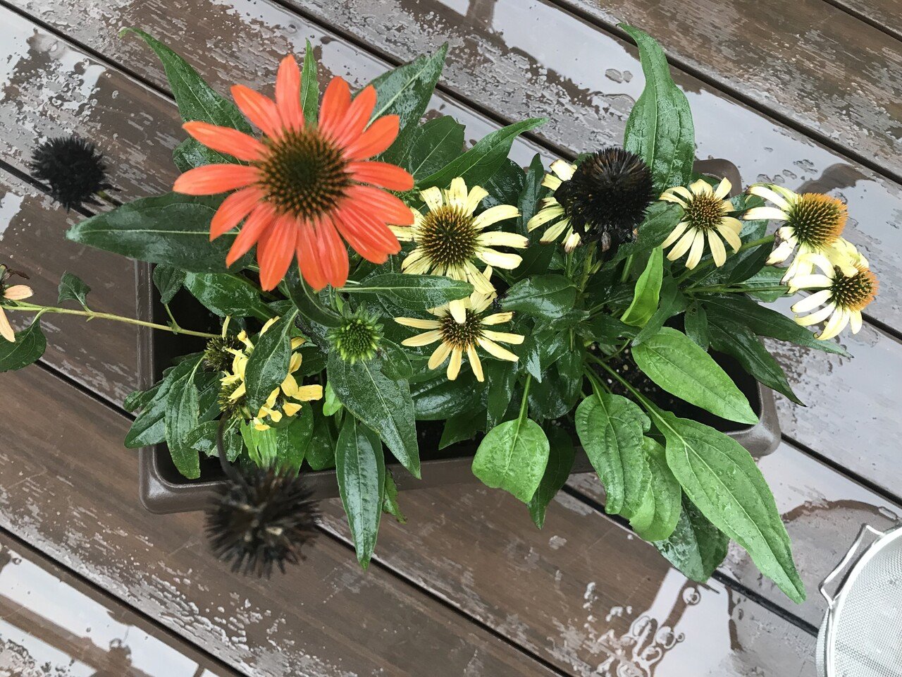ガーデニング エキナセアの収穫と使い方 おがばん 拝万里 Note ガーデニング エキナセアの収穫と使い方 おがばん 拝万里 Note
