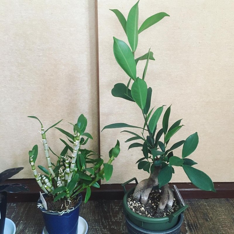 ガジュマル カラテア ヒメモンステラを増やす 魔女暮らし日記 8 21 黒猫魔術店 魔女 蜜猫 Note