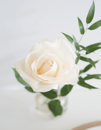 藤田先生　挿入写真　白いバラ