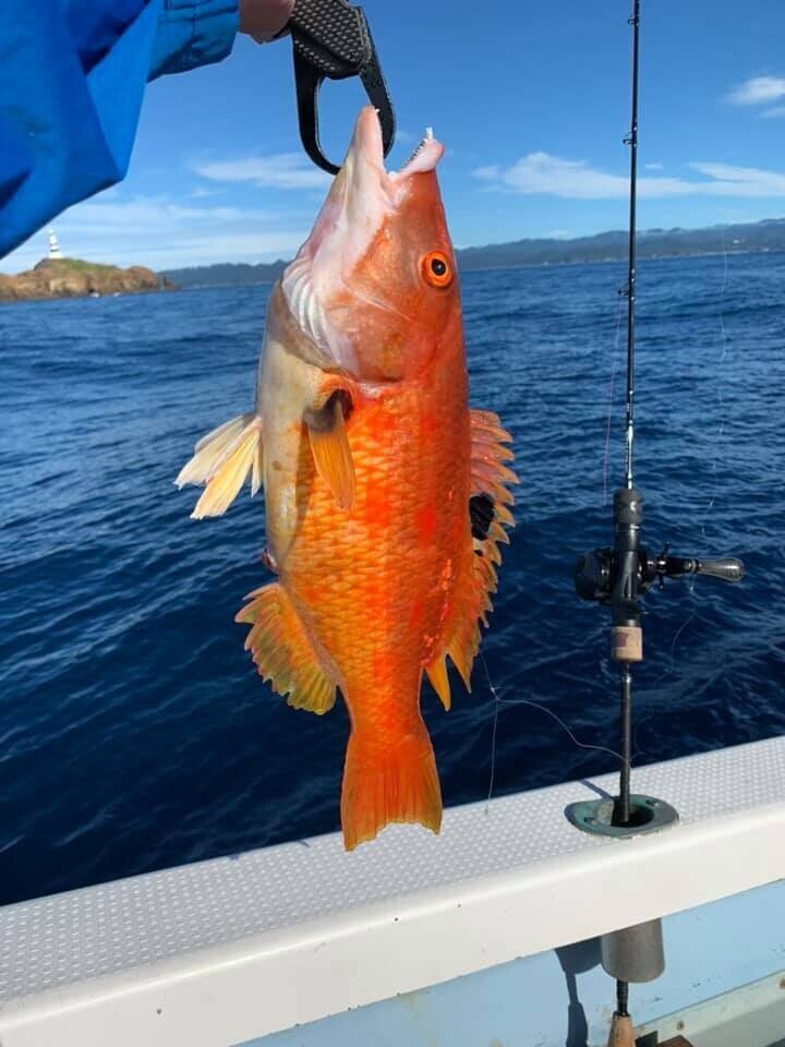 ディープライナーマニアフェローズ48 DEEPLINER（ディープライナー） マニアフェローズ 48 : アングラーズ