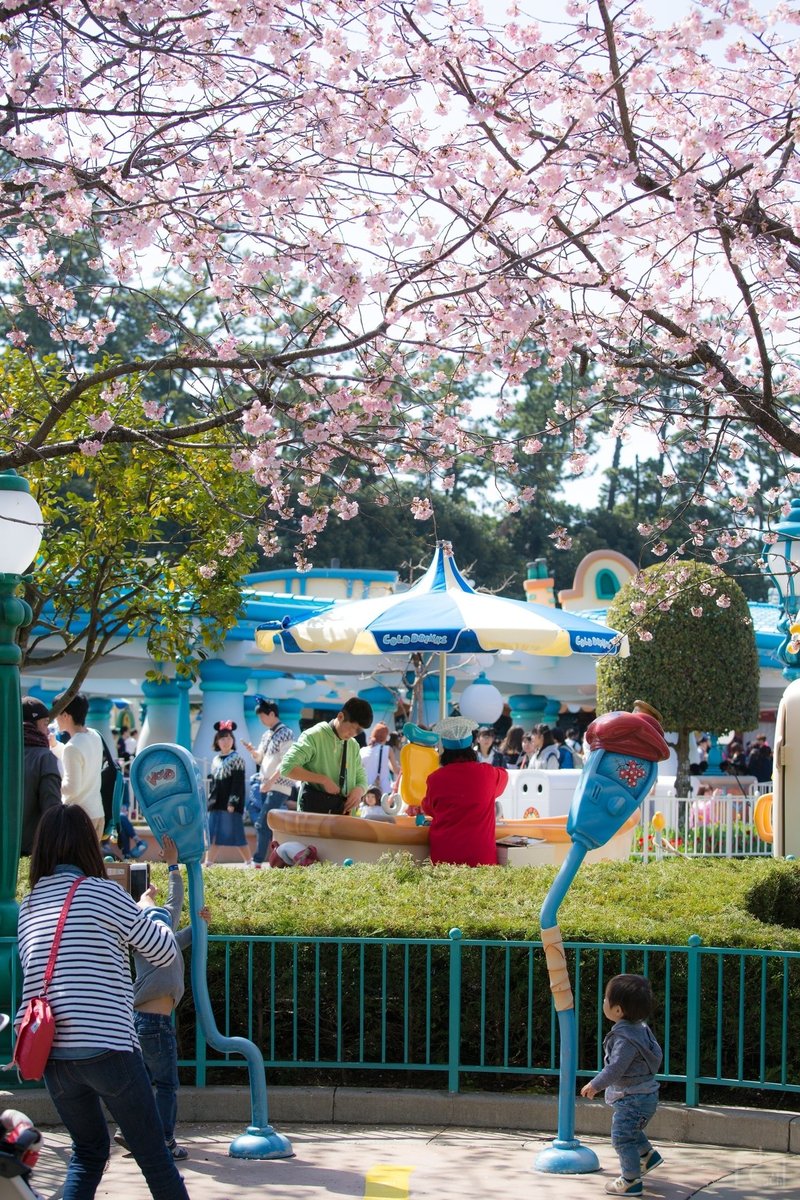3 14インパログ 満開の桜とハピネスイズヒア 桜との撮影例 さっとん Jk撮影フォトグラファー Note 3 14インパログ 満開の桜とハピネスイズヒア 桜との撮影例 さっとん Jk撮影フォトグラファー Note