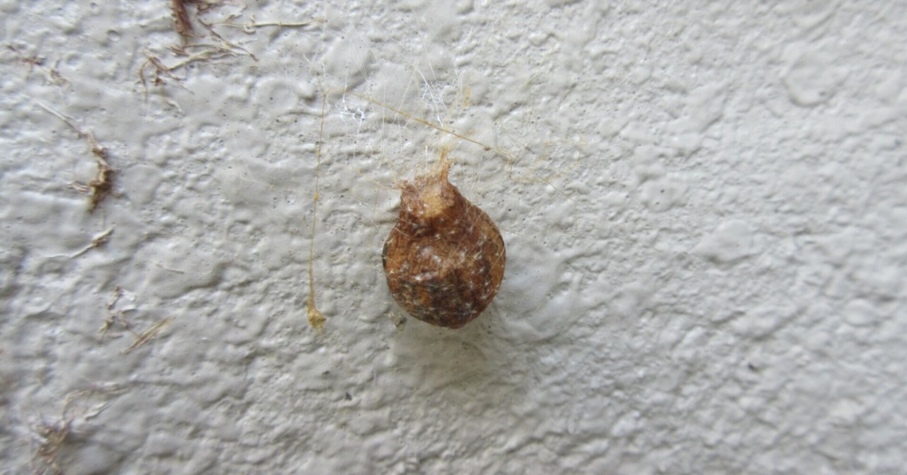 チュウガタシロカネグモ の新着タグ記事一覧 Note つくる つながる とどける