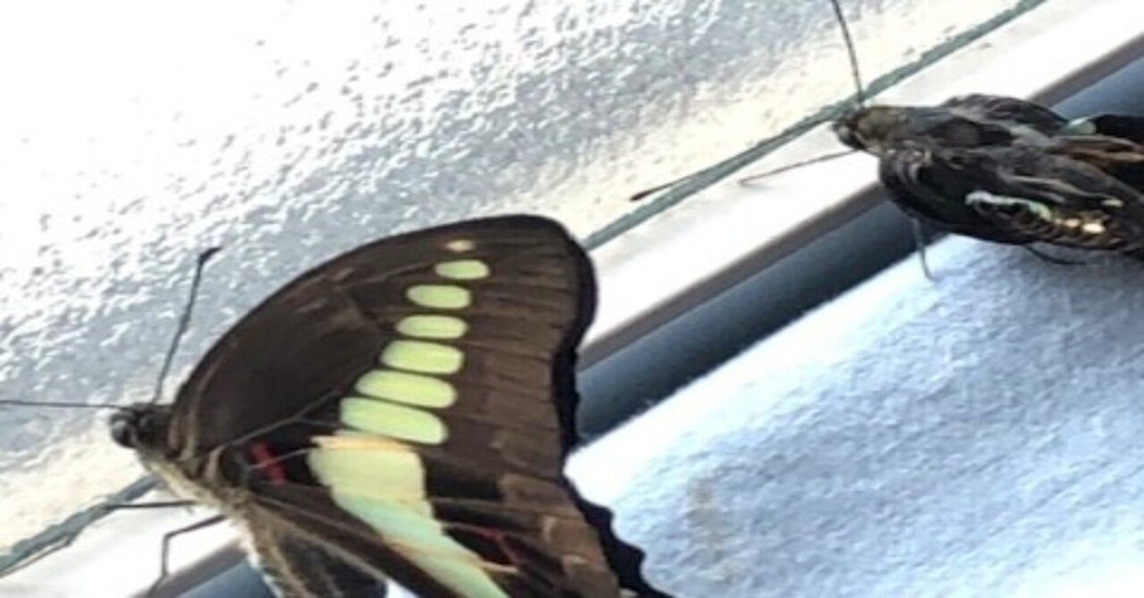 アゲハ飼育日誌21年第19稿 蛹便が出ない羽化 糸掛けしない前蛹 その他 たむら アゲハ館 Note アゲハ飼育日誌21年第19稿 蛹便が出ない羽化 糸掛けしない前蛹 その他 たむら アゲハ館 Note