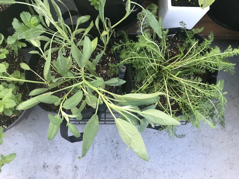 ガーデニング セージの収穫とセージフライ おがばん 拝万里 Note