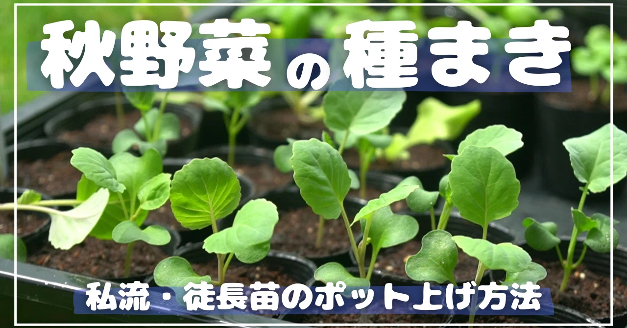 秋野菜の種をまいたよ｜うつ畑