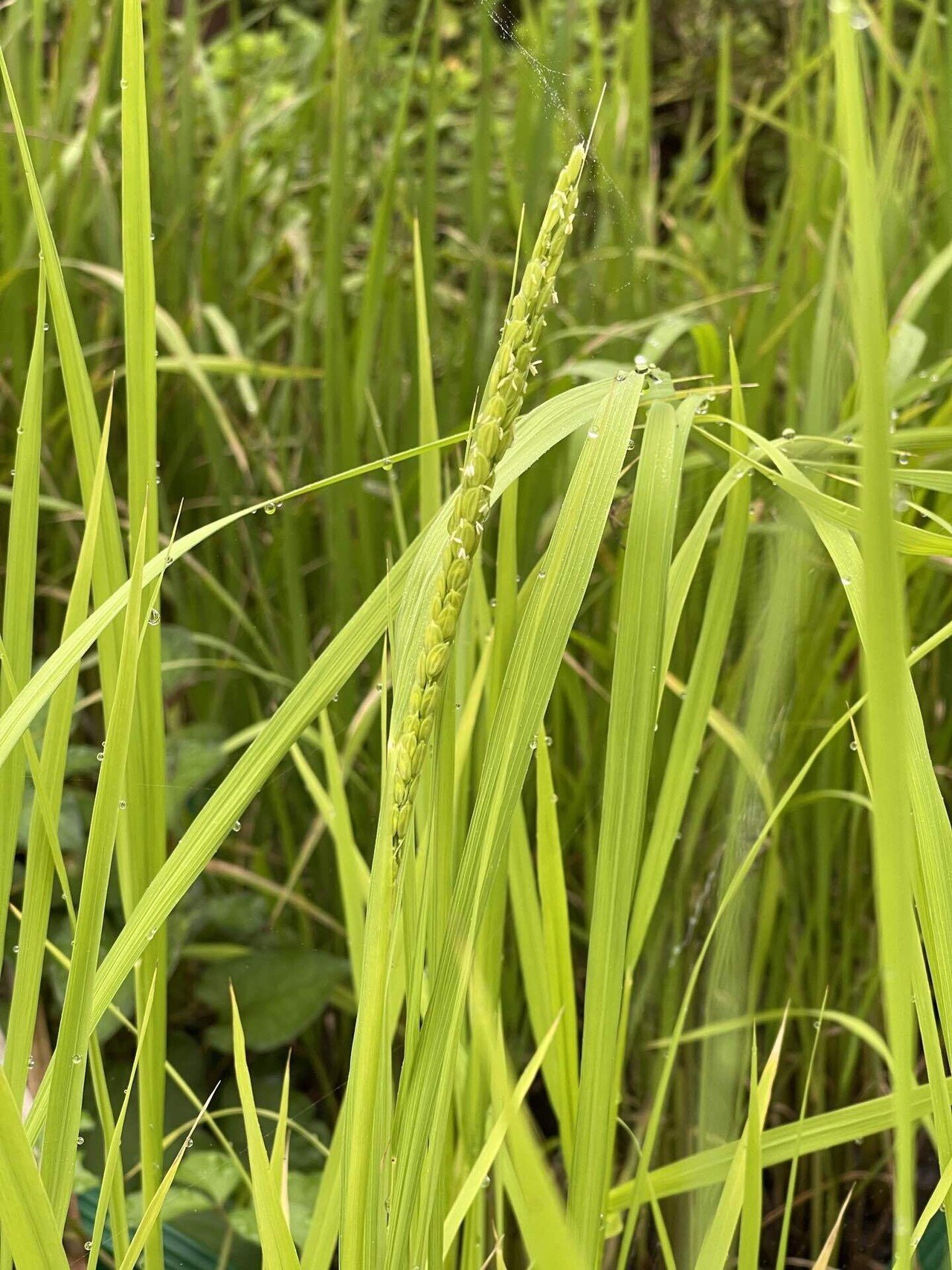 稲穂が 稲穂がぁ でたーーー 庭で育ててるコシヒカリの稲穂が出ました 稲穂の花も見える 最近の天気が心配だったので出穂して本当に嬉しい Ouchigura Note