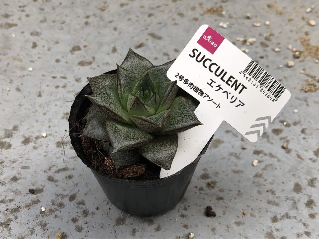 エケベリア属 大和錦の水栽培化 馬味 Note エケベリア属 大和錦の水栽培化 馬味 Note