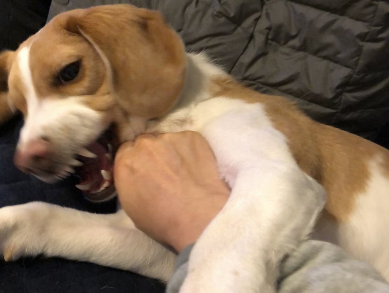 犬は吠えるが狼は吠えない 古賀史健 Note 犬は吠えるが狼は吠えない 古賀史健 Note