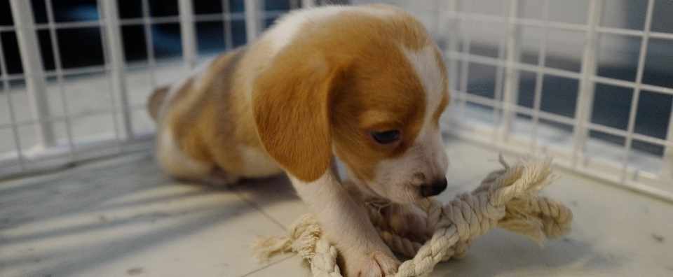 犬は吠えるが狼は吠えない 古賀史健 Note