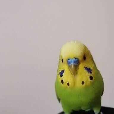 ジョアン・ジルベルト 来日公演の記憶（2003年〜2006年）〜「ジョアン