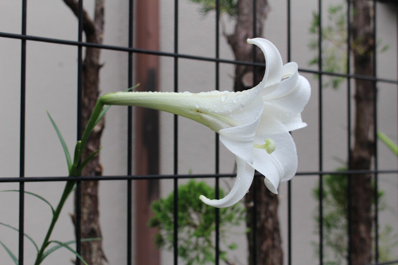 おかあさん シンテッポウユリ　鉄砲百合　百合　生花　切り花 おかあさん様専用 シンテッポウユリ 鉄砲百合 百合 生花 切り花