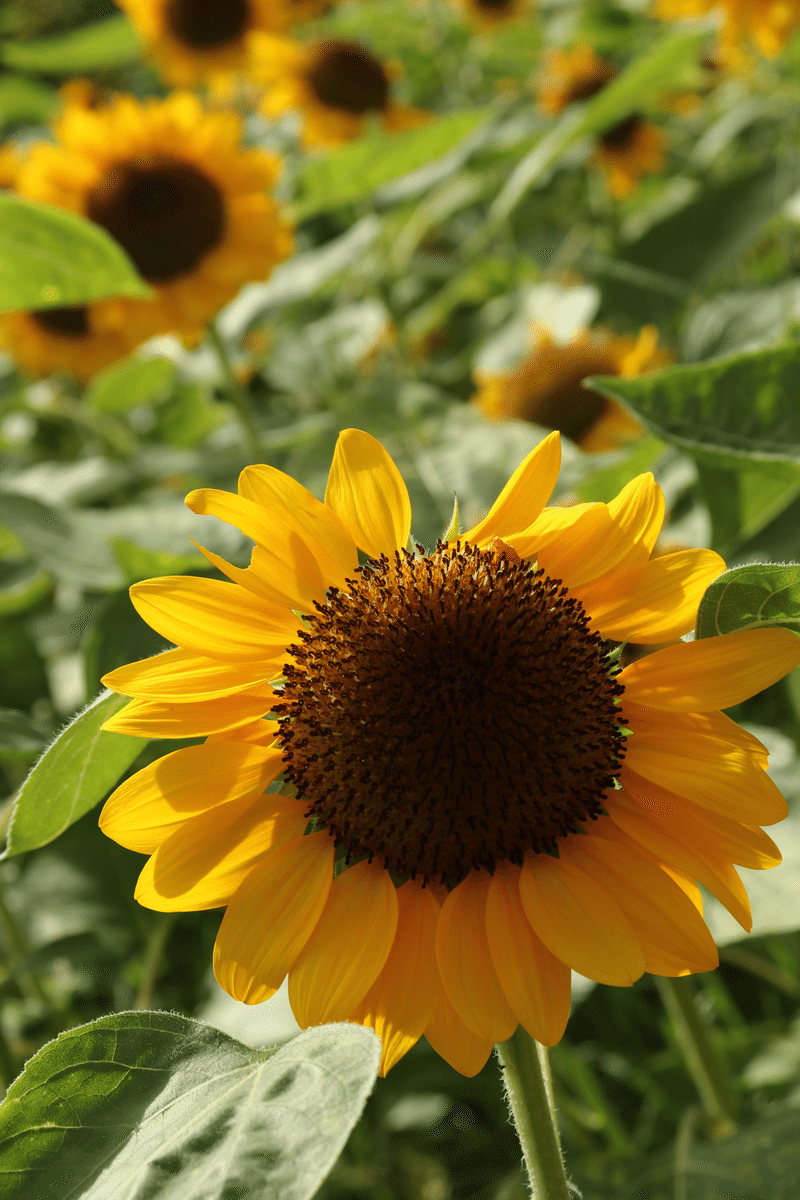 花に想いを込めて サーな Note 花に想いを込めて サーな Note