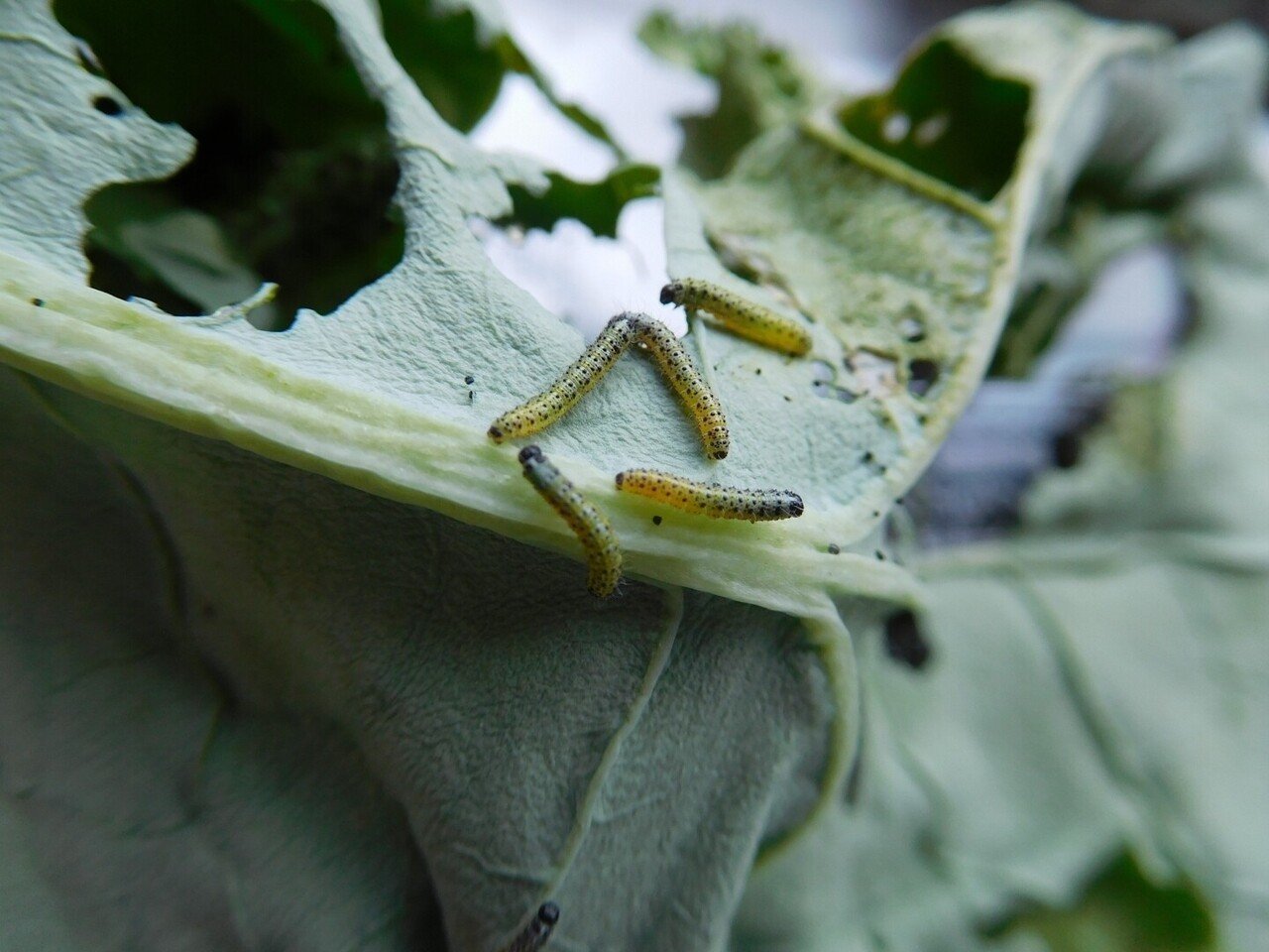 オオモンシロチョウ飼育｜cocoon forest