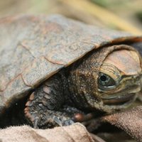 誘引罠を用いたカメの捕獲と注意点 翔一 Note 誘引罠を用いたカメの捕獲と注意点 翔一 Note