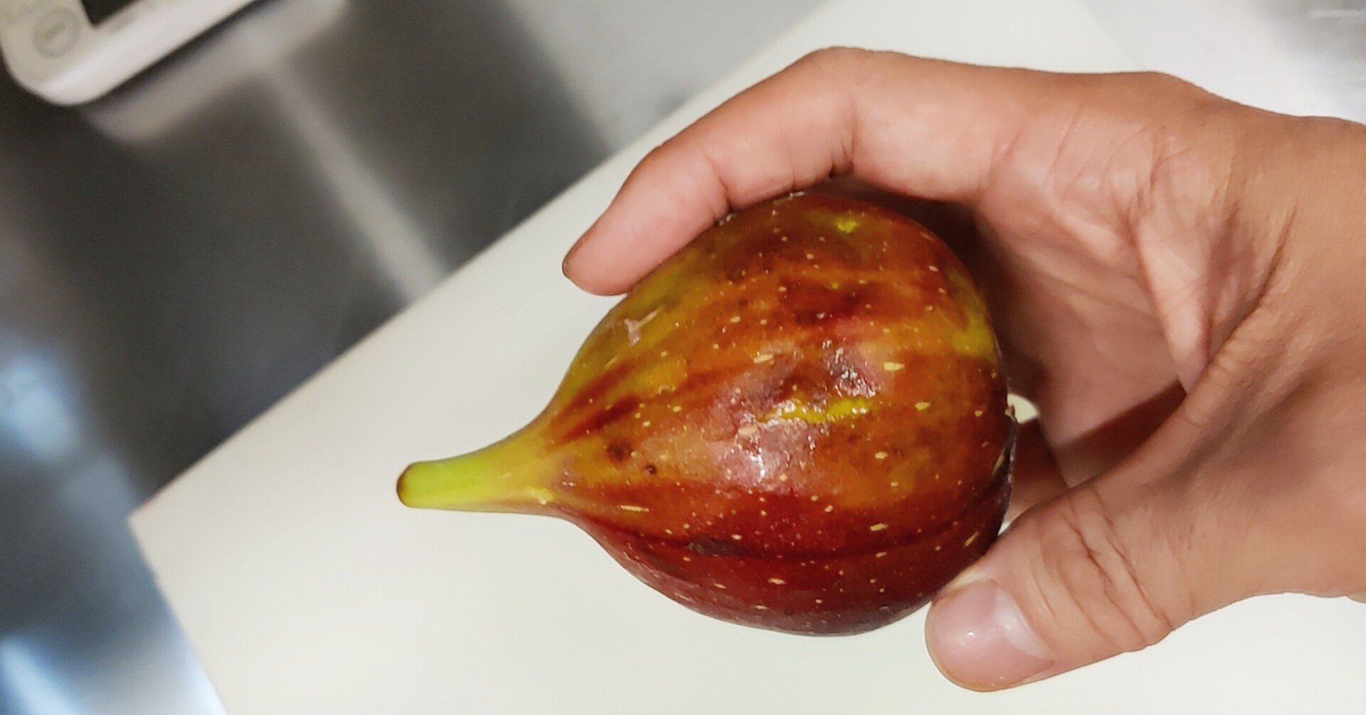 アダムとイブ、禁断の果実「イチジク」｜修家大雄 /レストラン ラ・フェ