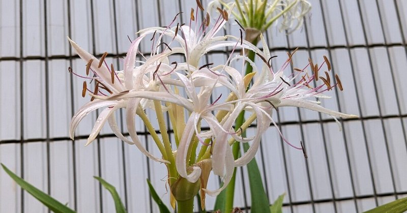 花を咲かす の新着タグ記事一覧 Note つくる つながる とどける