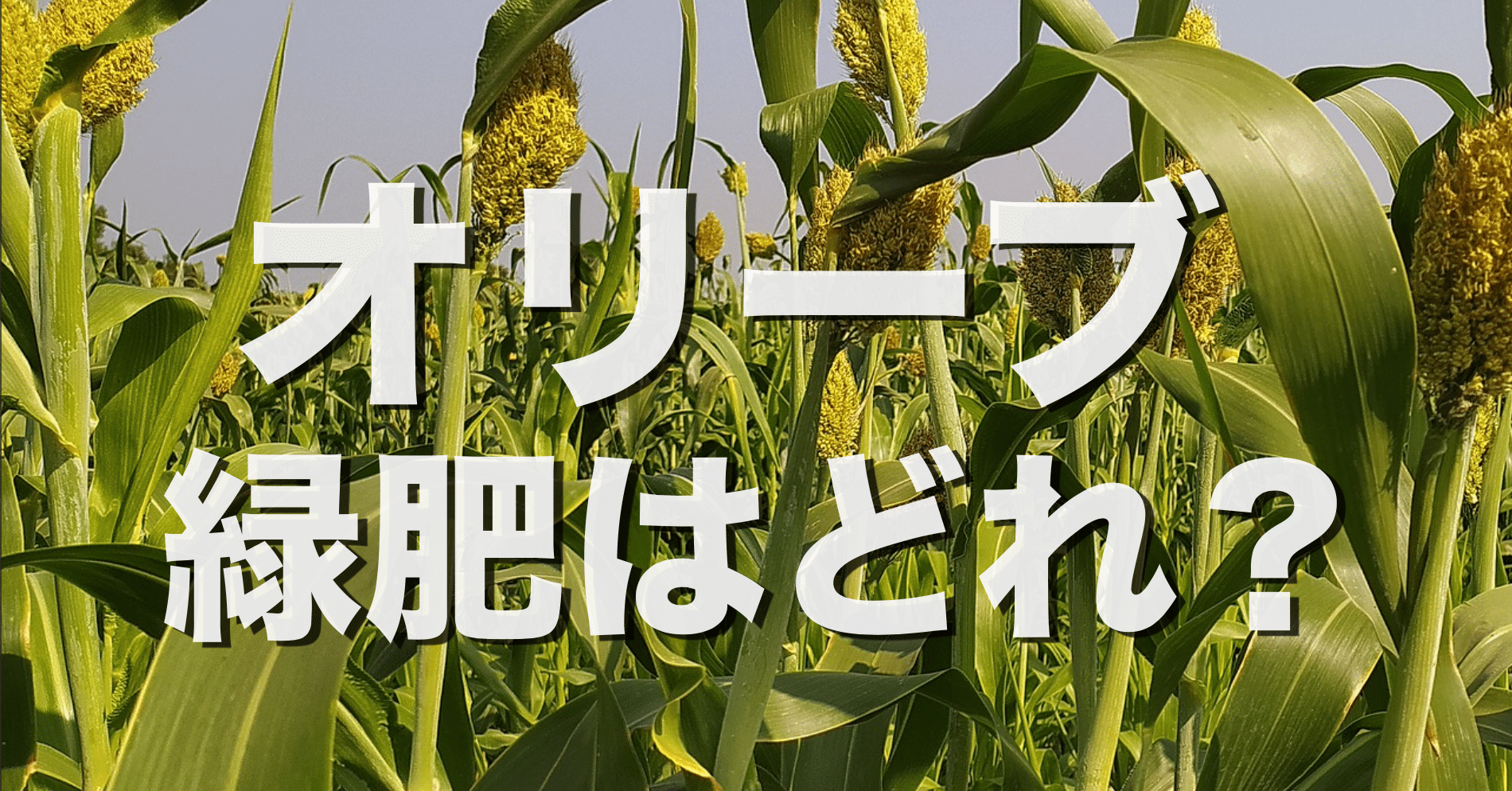 オリーブの緑肥はどれが良いのか 水はけを良くするなら緑肥の説明や考えなど オリーブ農家の日常 Note