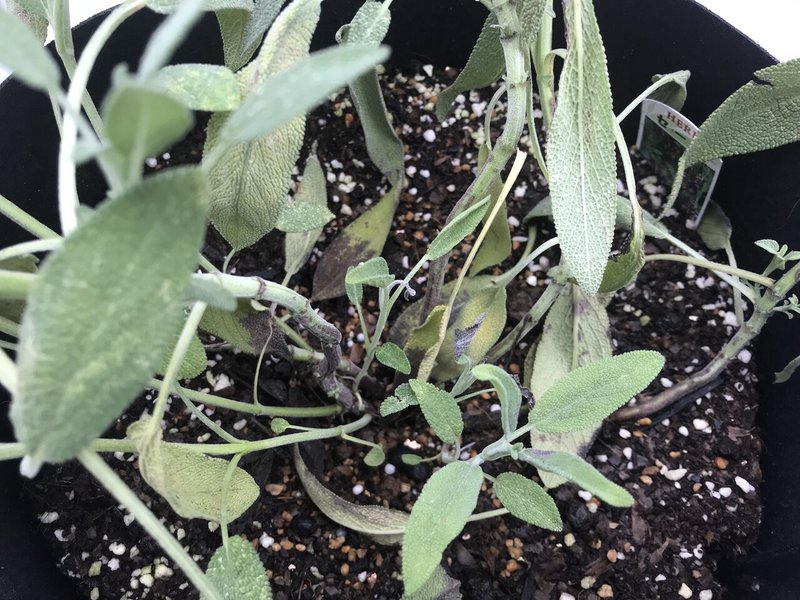 ガーデニング セージの収穫とセージフライ おがばん 拝万里 Note