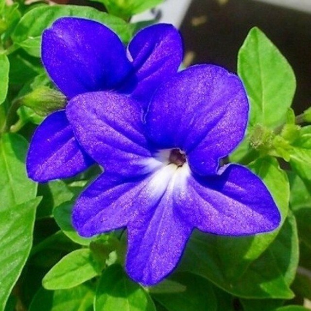 ブロワリア の新着タグ記事一覧 Note つくる つながる とどける