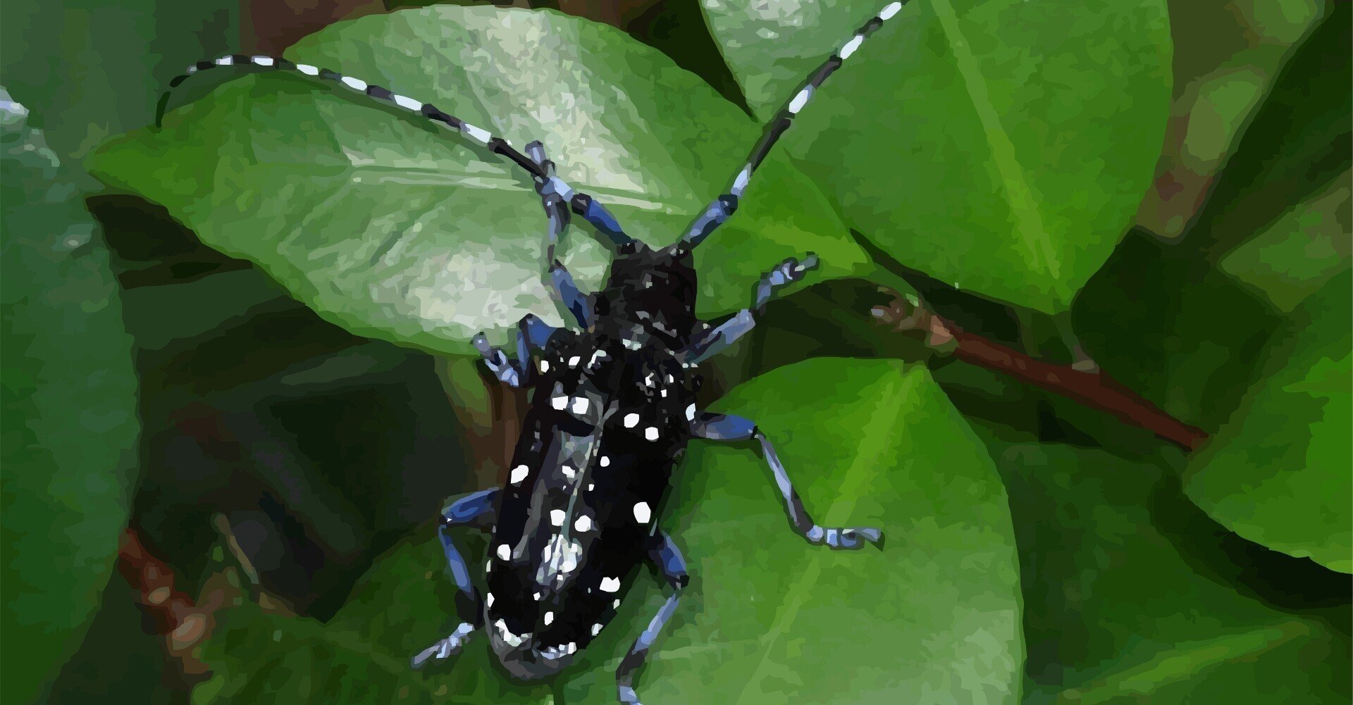 ゴマダラカミキリとプラタナス 衒学おやじ 電磁郎の部屋 Pedantic Master Denjiro S Room Note ゴマダラカミキリとプラタナス 衒学おやじ 電磁郎の部屋 Pedantic Master Denjiro S Room Note