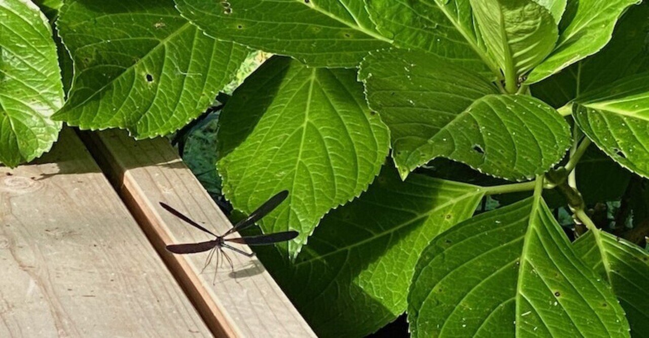 人が自然を愛する理由 しのみど Note