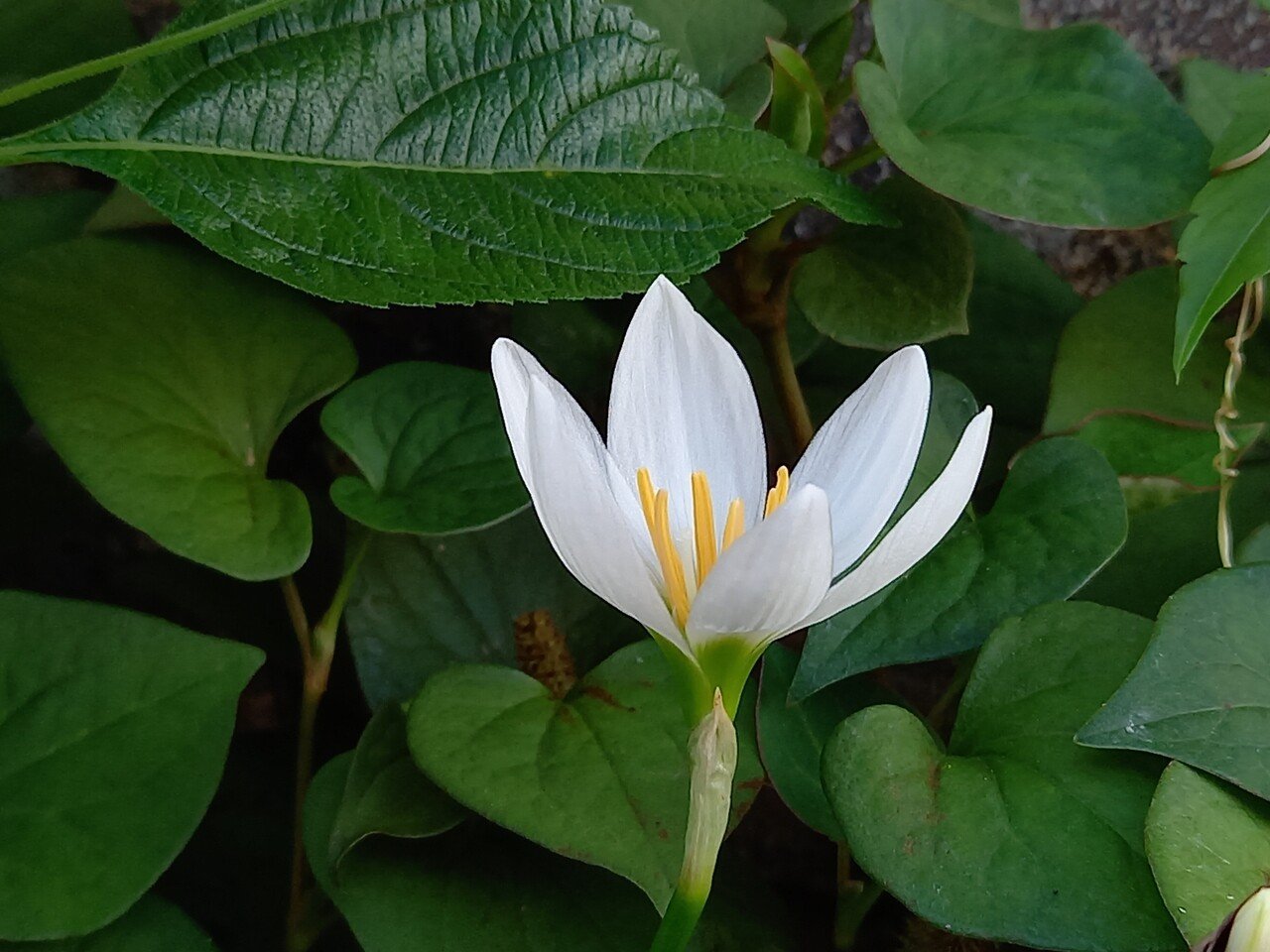 散策中に遭遇したヒガンバナ科の花たち 柘榴 Note 散策中に遭遇したヒガンバナ科の花たち 柘榴 Note