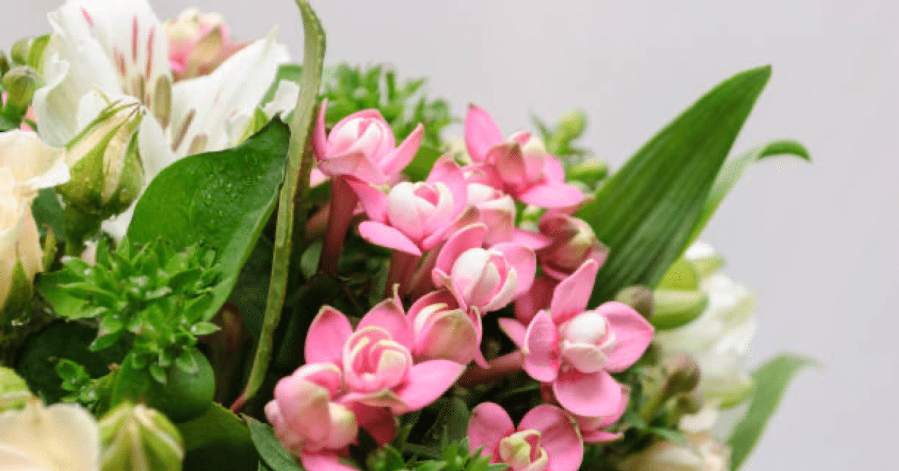 ブバルディア の新着タグ記事一覧 Note つくる つながる とどける