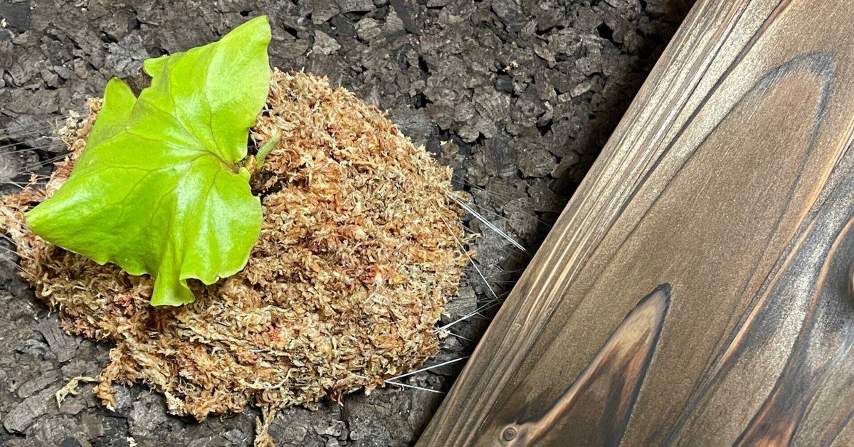 白ビフ　コルク付け ビカクシダ コルク付けワークショップ🌱｜🍀GreenSnap（グリーン