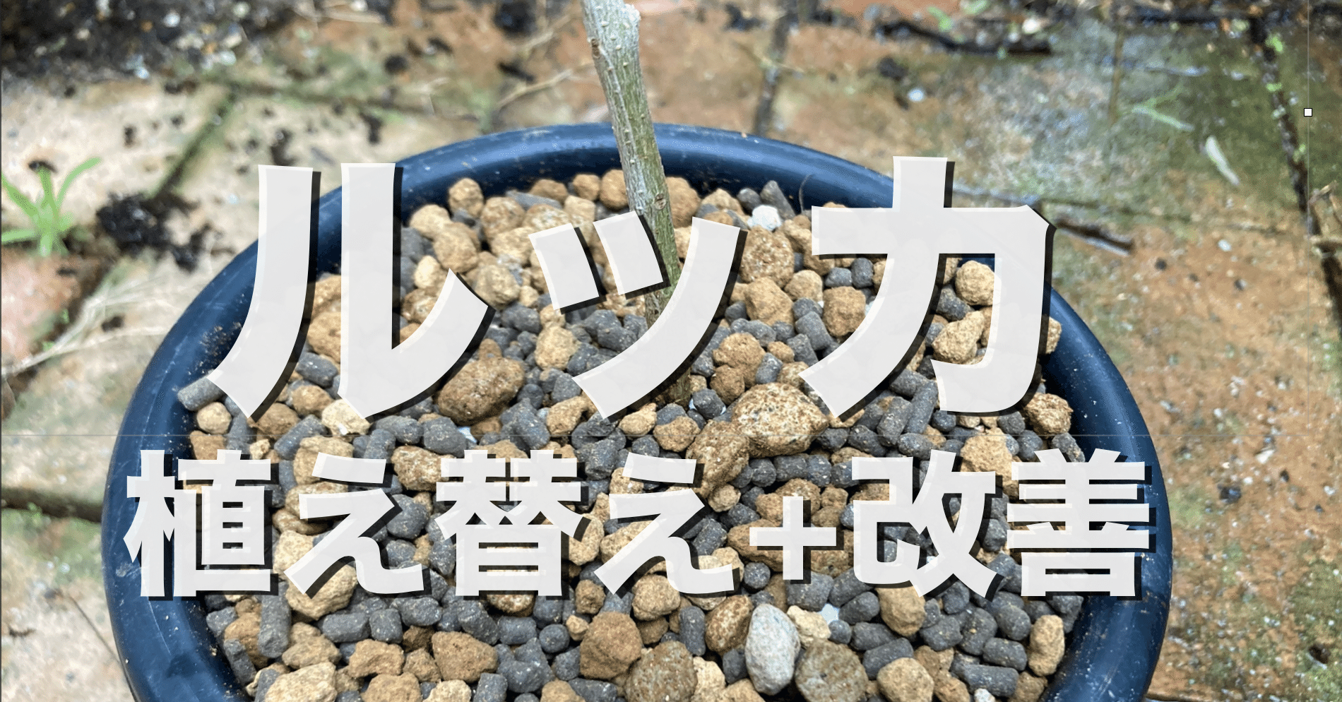 オリーブ ルッカの植え替えを水はけと肥料にこだわってみた オリーブ農家の日常 Note オリーブ ルッカの植え替えを水はけと肥料にこだわってみた オリーブ農家の日常 Note