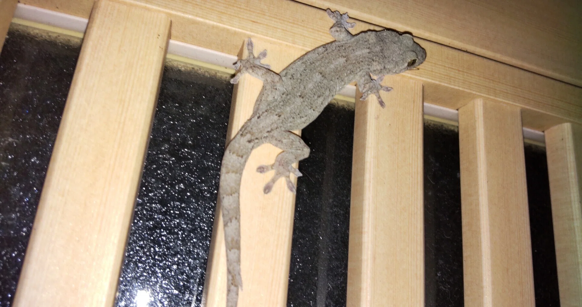 か べ ちょろ