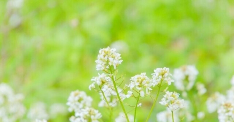 なずな の新着タグ記事一覧 Note つくる つながる とどける