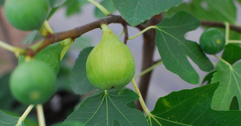 Fig Varieties 21 08 世界のいちじく育てよう まるはち果実園 Note