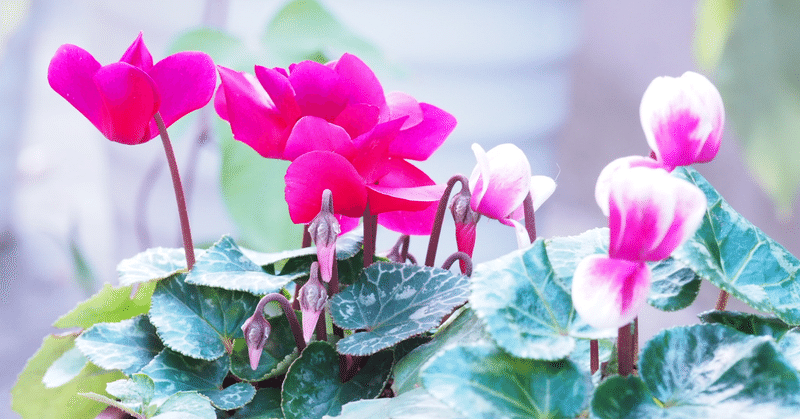 シクラメン の新着タグ記事一覧 Note つくる つながる とどける